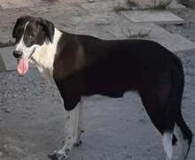 LARRY, Hund, Mischlingshund in Griechenland - Bild 3