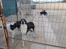 LARRY, Hund, Mischlingshund in Griechenland - Bild 4