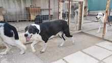 LARRY, Hund, Mischlingshund in Griechenland - Bild 5