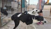 LARRY, Hund, Mischlingshund in Griechenland - Bild 6