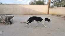 LARRY, Hund, Mischlingshund in Griechenland - Bild 7