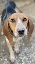 ABNOBA, Hund, Mischlingshund in Griechenland - Bild 3