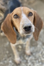 ABNOBA, Hund, Mischlingshund in Griechenland - Bild 4