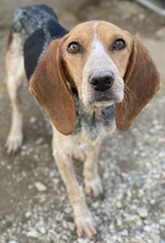 ABNOBA, Hund, Mischlingshund in Griechenland - Bild 5