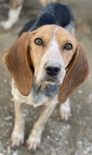 ABNOBA, Hund, Mischlingshund in Griechenland - Bild 7
