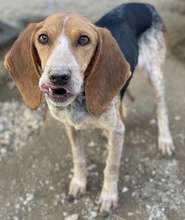 ABNOBA, Hund, Mischlingshund in Griechenland - Bild 9