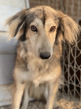 ERNESTINE, Hund, Mischlingshund in Griechenland - Bild 10