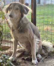 ERNESTINE, Hund, Mischlingshund in Griechenland - Bild 3