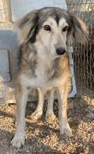 ERNESTINE, Hund, Mischlingshund in Griechenland - Bild 7