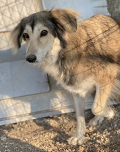 ERNESTINE, Hund, Mischlingshund in Griechenland - Bild 8