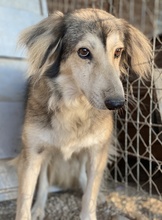 ERNESTINE, Hund, Mischlingshund in Griechenland - Bild 9