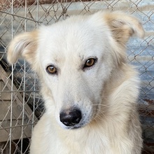 FLAMINKA, Hund, Mischlingshund in Griechenland - Bild 1
