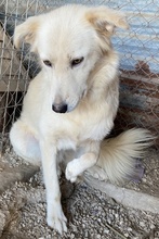 FLAMINKA, Hund, Mischlingshund in Griechenland - Bild 11