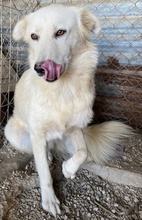 FLAMINKA, Hund, Mischlingshund in Griechenland - Bild 12