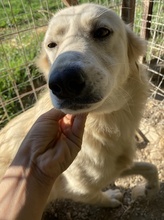 FLAMINKA, Hund, Mischlingshund in Griechenland - Bild 13