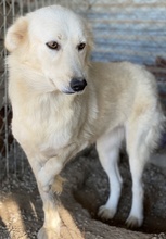FLAMINKA, Hund, Mischlingshund in Griechenland - Bild 2
