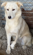 FLAMINKA, Hund, Mischlingshund in Griechenland - Bild 4