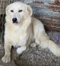 FLAMINKA, Hund, Mischlingshund in Griechenland - Bild 7
