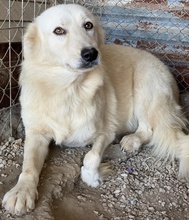 FLAMINKA, Hund, Mischlingshund in Griechenland - Bild 9
