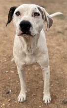 GABRIELE, Hund, Mischlingshund in Griechenland - Bild 11