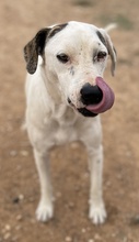 GABRIELE, Hund, Mischlingshund in Griechenland - Bild 12