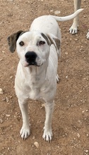 GABRIELE, Hund, Mischlingshund in Griechenland - Bild 3