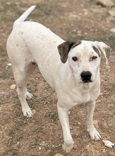 GABRIELE, Hund, Mischlingshund in Griechenland - Bild 4