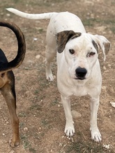 GABRIELE, Hund, Mischlingshund in Griechenland - Bild 5