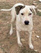 GABRIELE, Hund, Mischlingshund in Griechenland - Bild 6