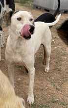 GABRIELE, Hund, Mischlingshund in Griechenland - Bild 7