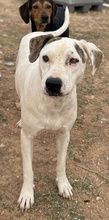 GABRIELE, Hund, Mischlingshund in Griechenland - Bild 8