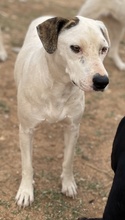 GABRIELE, Hund, Mischlingshund in Griechenland - Bild 9