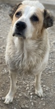 JORMA, Hund, Mischlingshund in Griechenland - Bild 10