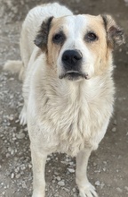 JORMA, Hund, Mischlingshund in Griechenland - Bild 2