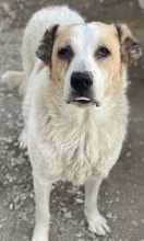 JORMA, Hund, Mischlingshund in Griechenland - Bild 3