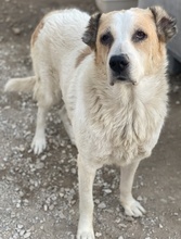 JORMA, Hund, Mischlingshund in Griechenland - Bild 4