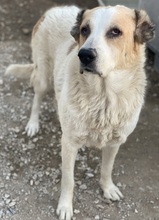 JORMA, Hund, Mischlingshund in Griechenland - Bild 5