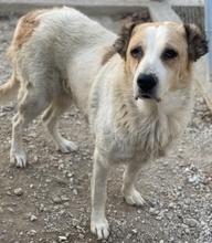 JORMA, Hund, Mischlingshund in Griechenland - Bild 6