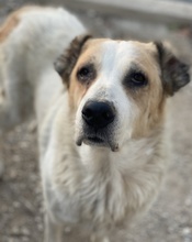 JORMA, Hund, Mischlingshund in Griechenland - Bild 7