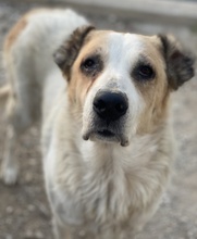 JORMA, Hund, Mischlingshund in Griechenland - Bild 8