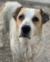 JORMA, Hund, Mischlingshund in Griechenland - Bild 9