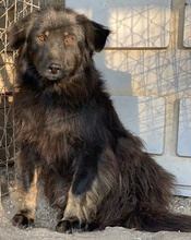 KAYRA, Hund, Mischlingshund in Griechenland - Bild 2