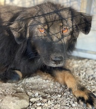 KAYRA, Hund, Mischlingshund in Griechenland - Bild 4