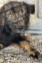 KAYRA, Hund, Mischlingshund in Griechenland - Bild 5