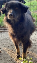 KAYRA, Hund, Mischlingshund in Griechenland - Bild 7