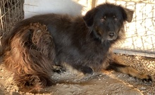 KAYRA, Hund, Mischlingshund in Griechenland - Bild 8