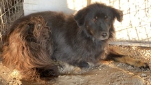 KAYRA, Hund, Mischlingshund in Griechenland - Bild 9