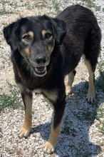 LAVINIA, Hund, Mischlingshund in Griechenland - Bild 12