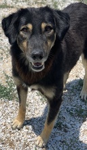 LAVINIA, Hund, Mischlingshund in Griechenland - Bild 13