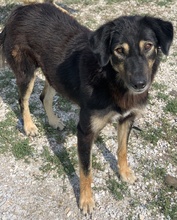 LAVINIA, Hund, Mischlingshund in Griechenland - Bild 3